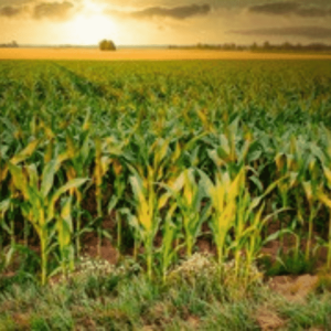 Damara Bio Agri