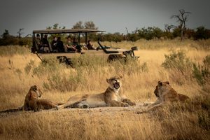 Safari Essence scales with Google Workspace